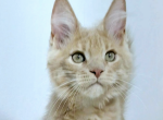 Nando - Maine Coon Cat For Sale - Charlotte&comma; NC&comma; US