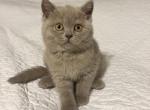 Kim - British Shorthair Cat For Sale - Battle Ground&comma; WA&comma; US