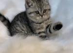 Fluffy kitties - Scottish Fold Cat For Sale - Tukwila&comma; WA&comma; US