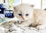 Picasso - Persian Cat For Sale - Spring&comma; TX&comma; US