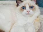 AIDEN - Ragdoll Cat For Sale - Los Angeles&comma; CA&comma; US