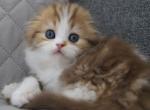 Stephanie - Scottish Fold Cat For Sale - Pembroke Pines&comma; FL&comma; US
