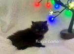 Cypress - Persian Cat For Sale - Henderson&comma; CO&comma; US