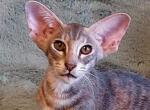 Oktava - Oriental Cat For Sale - Pembroke Pines&comma; FL&comma; US