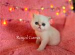 Yoplait - Exotic Cat For Sale - Henderson&comma; CO&comma; US