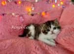 Noosa - Exotic Cat For Sale - Henderson&comma; CO&comma; US
