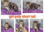 New babies - Highlander Cat For Sale - Frenchtown&comma; MI&comma; US