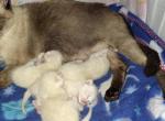 June 30th - Siamese Cat For Sale - NY&comma; US