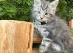 Tobias - Maine Coon Cat For Sale - CA&comma; US