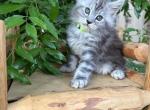 Geillis - Maine Coon Cat For Sale - CA&comma; US