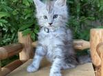 Falyn - Maine Coon Cat For Sale - CA&comma; US