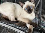 Supremesiamese - Siamese Cat For Sale - Phila&comma; PA&comma; US