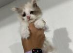 Female Tortie Ragdoll - Ragdoll Cat For Sale - Minerva&comma; OH&comma; US