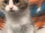 Female Seal Bicolor Ragdoll - Ragdoll Cat For Sale - Minerva&comma; OH&comma; US