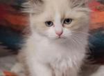 Chocolate Bicolor Male Ragdoll - Ragdoll Cat For Sale - Minerva&comma; OH&comma; US