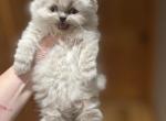 Yeti - Himalayan Cat For Sale - Dover&comma; NH&comma; US