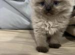 Stanley - Himalayan Cat For Sale - Dover&comma; NH&comma; US