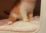 Shrek - Exotic Cat For Sale - TN&comma; US