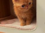 Donkey - Exotic Cat For Sale - TN&comma; US