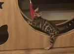 Gems litter - Bengal Cat For Sale - Seattle&comma; WA&comma; US