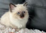 New Litter - Ragdoll Cat For Sale - Mount Vernon&comma; WA&comma; US