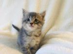 adorable kittens - Domestic Cat For Sale - New Holland&comma; PA&comma; US
