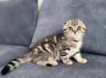 Milo - Scottish Fold Cat For Sale - Woodland Park&comma; CO&comma; US