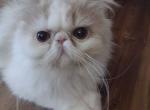 Cream And White Lh Boy - Persian Cat For Sale - Indianapolis&comma; IN&comma; US