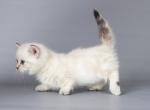 White angel Walker blue eyed munchkin standard boy - Munchkin Cat For Sale - TX&comma; US