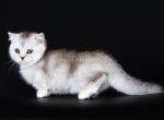Portulak munchkin scottish kilt silver shortie - Munchkin Cat For Sale - TX&comma; US