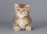 HTX munchkin standard golden chinchilla short leg - Munchkin Kitten For Sale - TX&comma; US