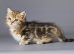 Tiger cub Weisz munchkin standard baby girl - Munchkin Cat For Sale - TX&comma; US