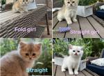 Scottish straight and fold kittens - Scottish Fold Cat For Sale - Shakopee&comma; MN&comma; US