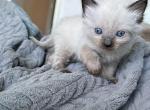 Male All Pointed Chocolate Point Ragdoll - Ragdoll Cat For Sale - Central Nyack&comma; NY&comma; US