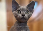 Atos blue solid Devon Rex baby boy - Devon Rex Cat For Sale - TX&comma; US