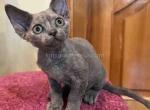 Anfisa blue cream tortie solid Devon Rex baby girl - Devon Rex Cat For Sale - TX&comma; US