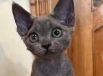 Aramis blue solid Devon Rex baby boy - Devon Rex Cat For Sale - TX&comma; US
