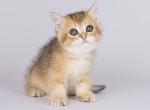 Zippka golden ticked british shorthair boy - British Shorthair Cat For Sale - Los Angeles&comma; CA&comma; US