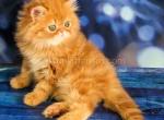 Flint ginger longhair orange red persian baby boy - Persian Cat For Sale - Los Angeles&comma; CA&comma; US