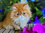 Sofia orange persian exotic longhair ginger girl - Persian Cat For Sale - Los Angeles&comma; CA&comma; US