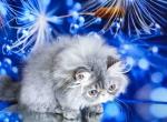 Valentin gray persian exotic longhair blue tabbby - Persian Cat For Sale - Los Angeles&comma; CA&comma; US
