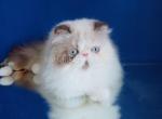 Ladushka blue eyes persian longhair exotic face - Persian Cat For Sale - Los Angeles&comma; CA&comma; US