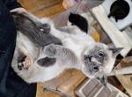 Princess Peach - Minuet Cat For Sale - Sacramento&comma; CA&comma; US