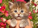 Lorelei - Siberian Cat For Sale - Clintwood&comma; VA&comma; US