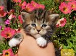 Lyra - Siberian Cat For Sale - Clintwood&comma; VA&comma; US