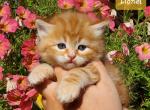Lionel - Siberian Cat For Sale - Clintwood&comma; VA&comma; US