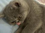 Ozzie   Exotic Short Hair - Exotic Cat For Sale - Granbury&comma; TX&comma; US