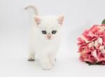 Woodrow - British Shorthair Cat For Sale - Ashburn&comma; VA&comma; US