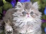 Sonya gray persian exotic longhair blue tabby - Persian Cat For Sale - Los Angeles&comma; CA&comma; US