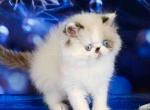 Zefir blue eyes persian longhair exotic face - Persian Cat For Sale - Los Angeles&comma; CA&comma; US
